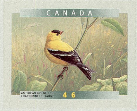 American Goldfinch (Carduelis tristis)