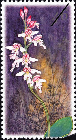 Galearis rotundifolia (syn.Amerorchis rotundifolia)