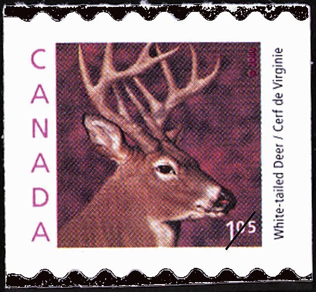 White-tailed Deer (Odocoileus virginianus)