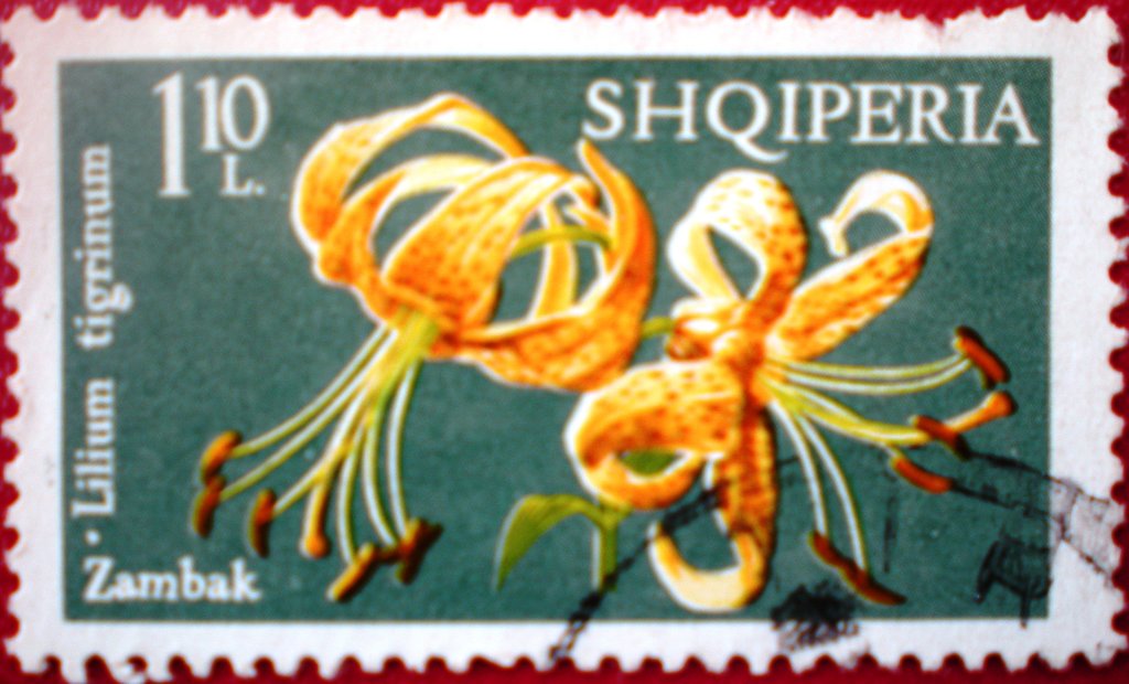 Tiger Lily