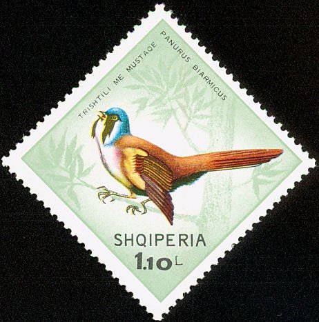 Bearded Reedling (Panurus biarmicus)