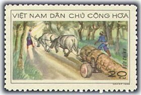 Log - hauling water buffaloes