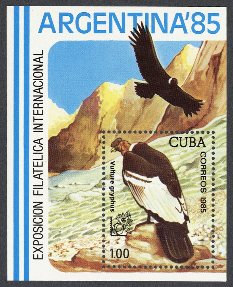 Andean Condor (Vultur gryphus)
