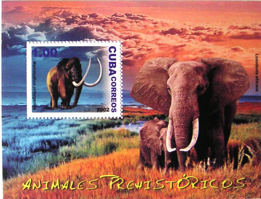 Woolly Mammoth (Mammuthus primigenius)