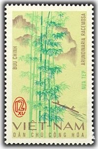 Arundinaria racemosa