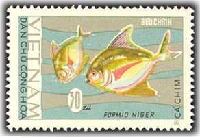 Black Pomfret (Formio niger)
