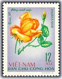 Purple rose (Rosa hybr-rosaceae)