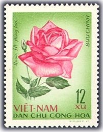 Red rose (Rosa hybr-rosaceae)