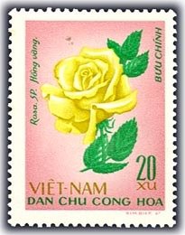 Yellow rose (Rosa hybr-rosaceae)