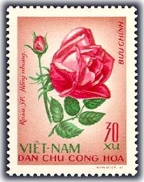 Chinese rose (Rosa hybr-rosaceae)