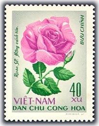 Lilac rose (Rosa hybr-rosaceae)