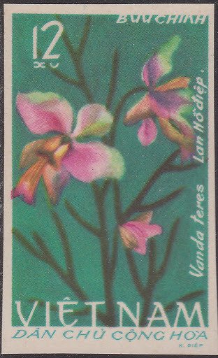 Vanda teres