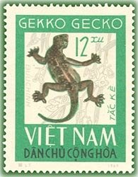 Tokeh (Gekko gecko)