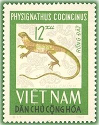 Chinese Water Dragon (Physignathus cocincinus)