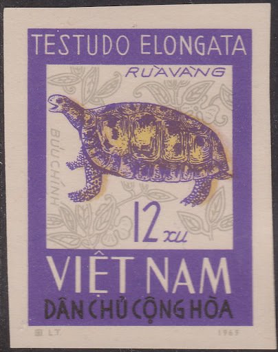 Elongated Tortoise (Testudo elongata)