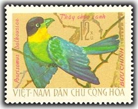 Long-tailed Broadbill (Psarisomus dalhousiae)