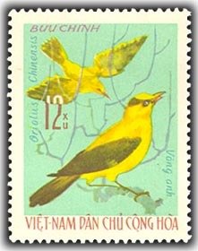 Black-naped Oriole (Oriolus chinensis)