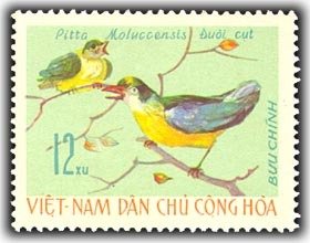 Blue-winged Pitta (Pitta moluccensis)