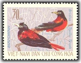 Maroon Oriole (Oriolus traillii)