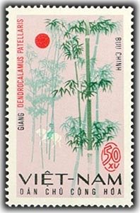 Dendrocalamus patellaris