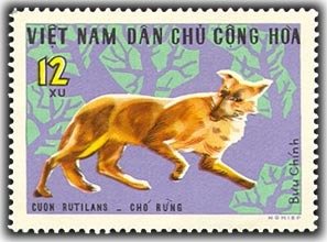 Malayan Wild Dog (Cuon rutilans)