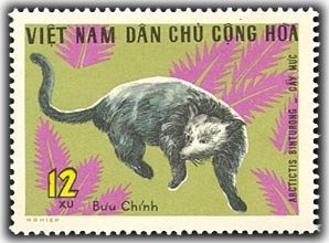 Binturong (Arctictis binturong)