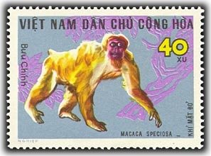 Stump-tail Macaque (Macaca speciosa)