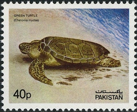 Green Sea Turtle (Chelonia mydas)