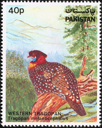 Western Tragopan (Tragopan melanocephalus) - Summer