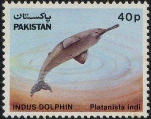 Blind Indus Dolphin (Platanista indi) 