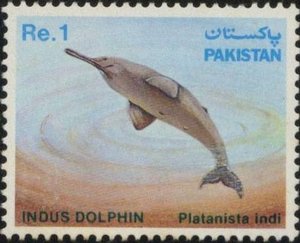 Blind Indus Dolphin (Platanista indi)