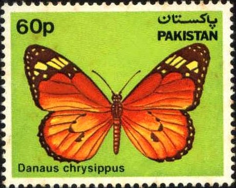 African Monarch (Danaus chrysippus)