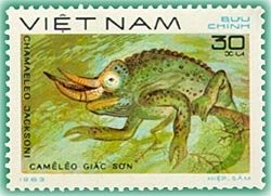 Jackson's Chameleon (Chamaeleo jacksoni)