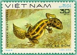 Carrot-tail Viper Gecko (Teratolepis fasciata)