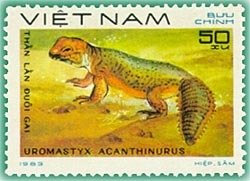 North African Mastigure (Uromastyx acanthinurus)