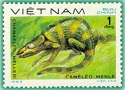 Meller's Chamaeleon (Chamaeleo melleri)