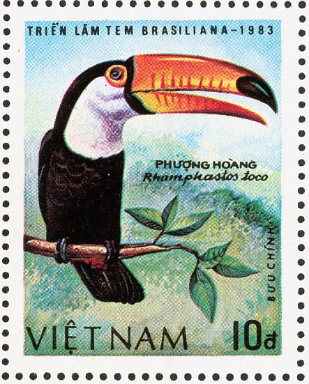 Common Toucan (Ramphastos toco)