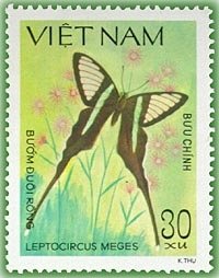 Green Dragontail (Leptocircus meges)