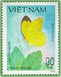 Grass Yellow (Terias hecabe)
