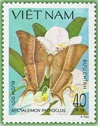 Bat-like Butterfly (Nyctalemon patroclus) 