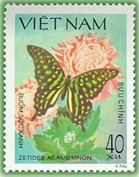 Tailed Jay (Zetides agamemnon)