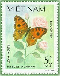 Peacock Pansy (Precis almana)