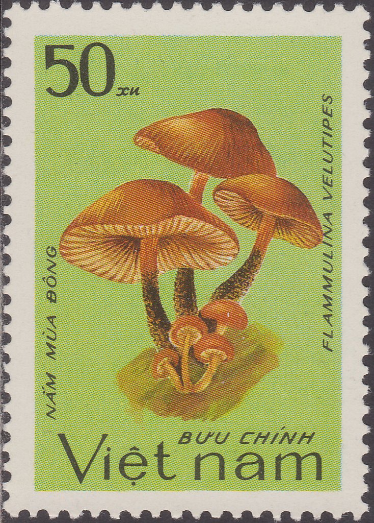 Flammulina velutipes