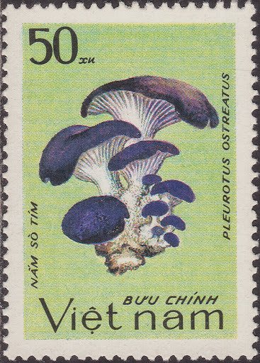 Pleurotus ostreatus