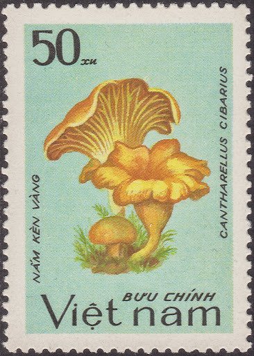 Cantharellus cibarius