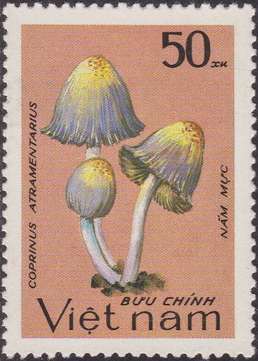 Coprinus atramentarius