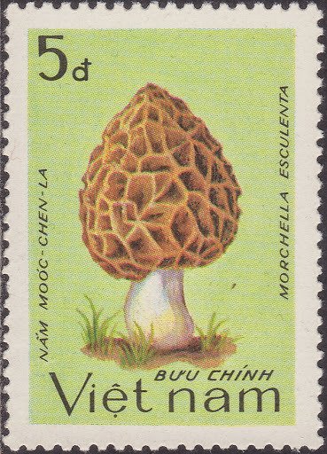 Morchella esculenta