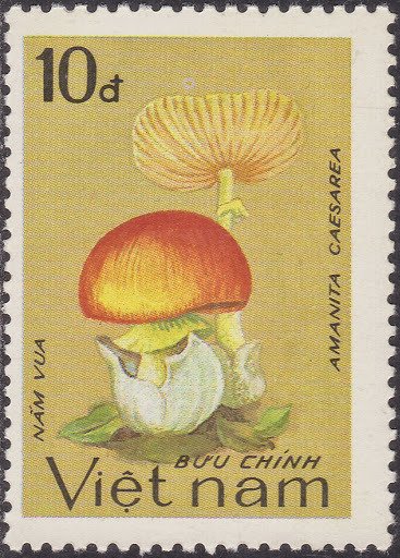 Amanita caesarea