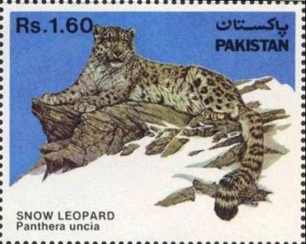 Snow Leopard (Panthera uncia)