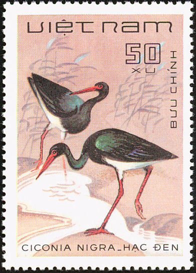 Black Stork (Ciconia nigra)
